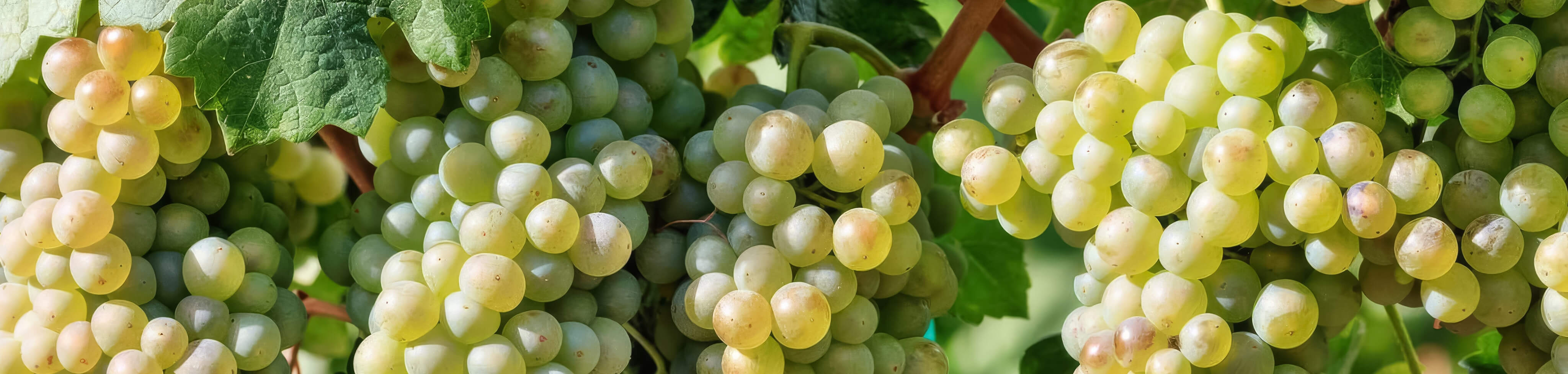 Definición de enología - Wine-ingredients